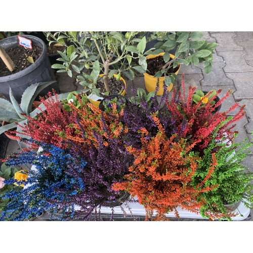 Calluna çiçekleri